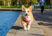 Kedi Ve Köpeğe Alerjisi Olanlara Alerji Aşısı Yapılabiliyor…